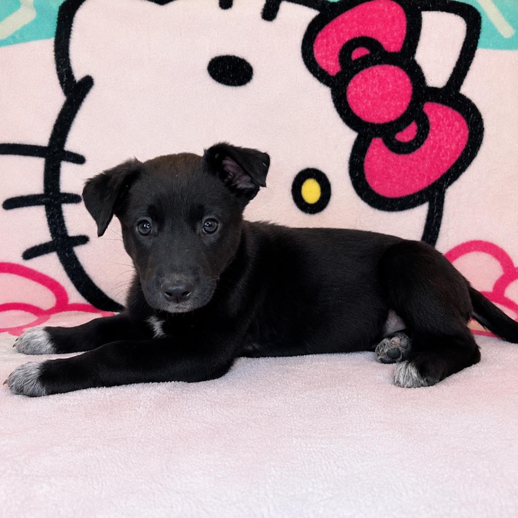 Gari, Adoptable, Puppy Female Australian Cattle Dog / Blue Heeler & German Shepherd Dog.