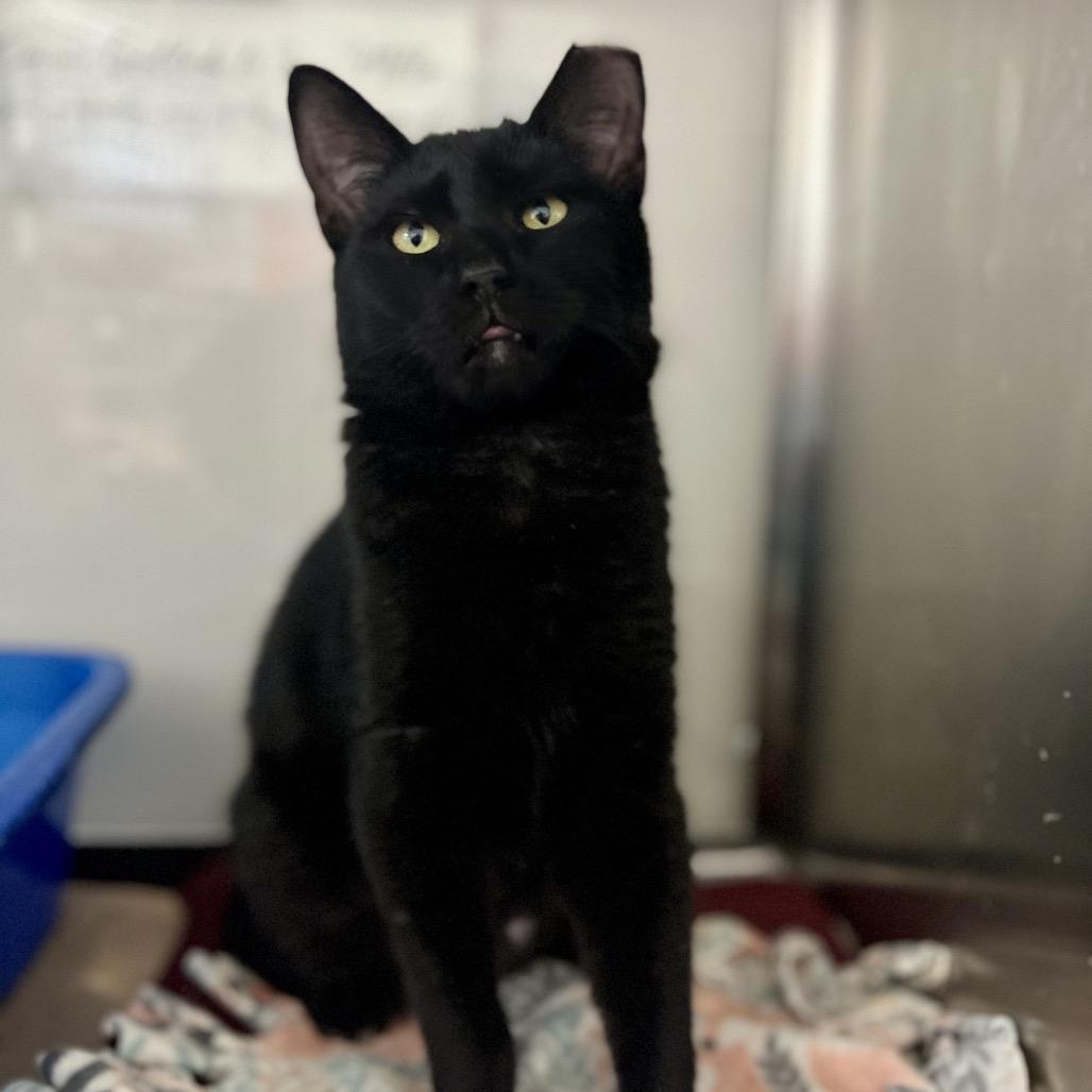 Enlarge Ingrid, a Adoptable Domestic Short Hair in Mount Laurel, NJ image 1/6