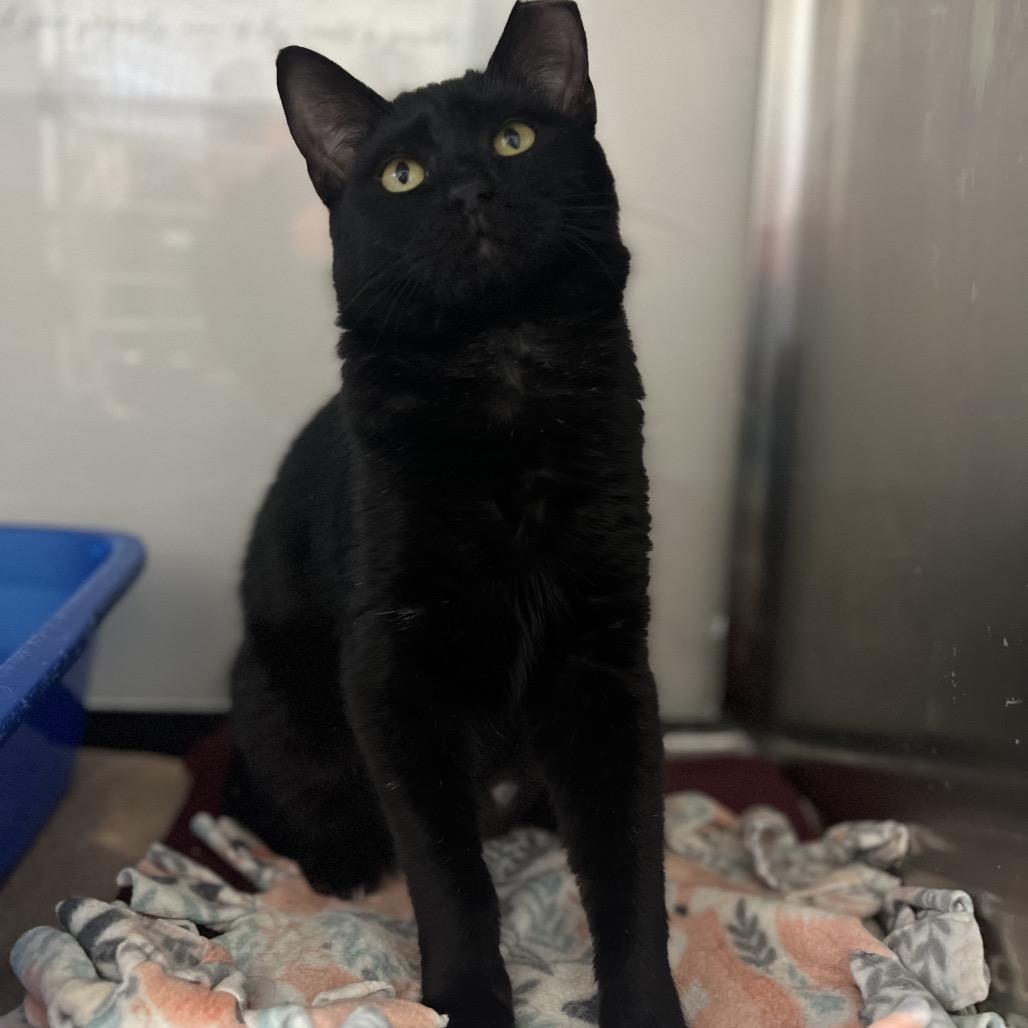 Enlarge Ingrid, a Adoptable Domestic Short Hair in Mount Laurel, NJ image 2/6