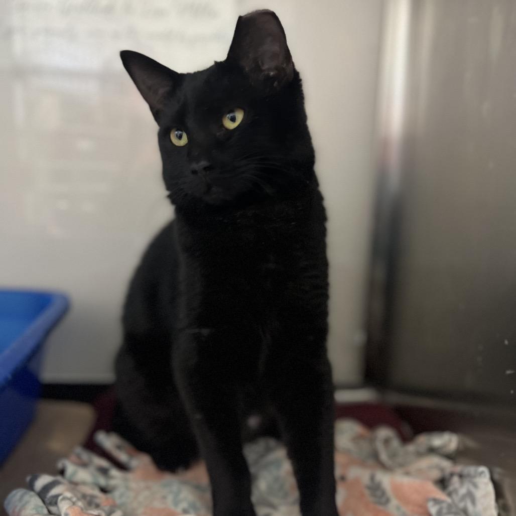 Enlarge Ingrid, a Adoptable Domestic Short Hair in Mount Laurel, NJ image 3/6