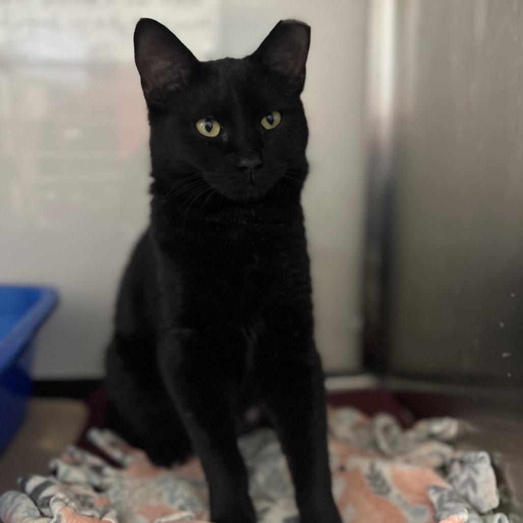 Enlarge Ingrid, a Adoptable Domestic Short Hair in Mount Laurel, NJ image 5/6