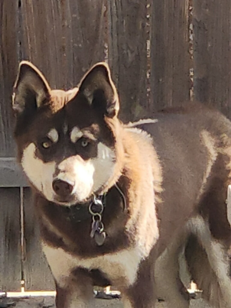 Hazel, Adopted, Young Female Siberian Husky.