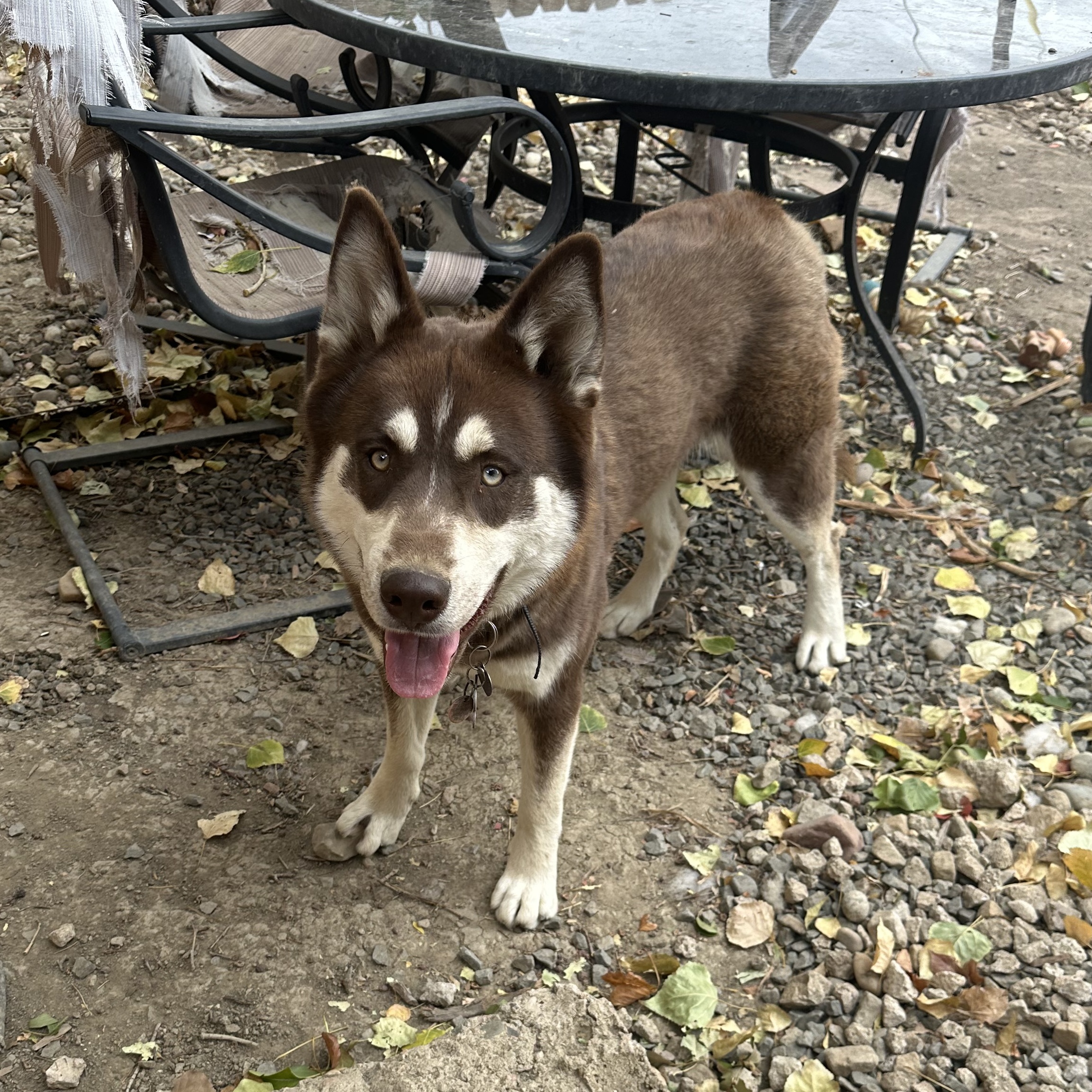 Hazel, a Adopted Siberian Husky in Pueblo, CO image 2/2