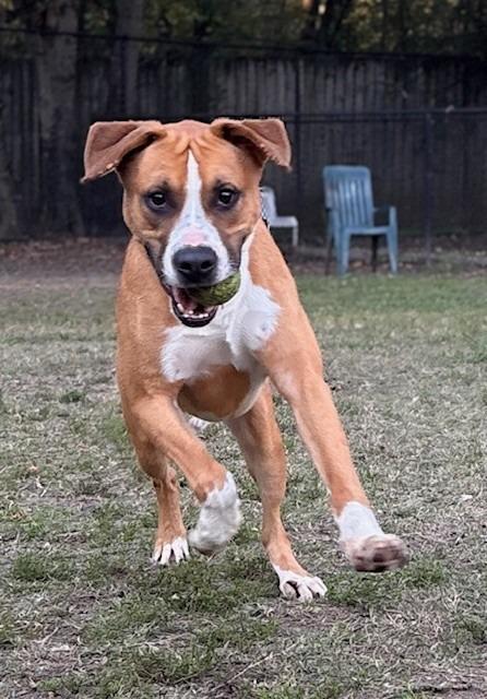 Rusty, a Adoptable Labrador Retriever in Little Rock, AR image 2/6