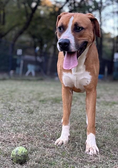Rusty, a Adoptable Labrador Retriever in Little Rock, AR image 1/6