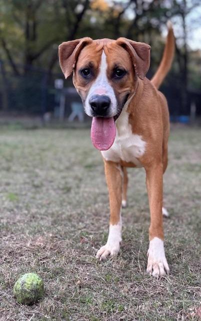 Rusty, a Adoptable Labrador Retriever in Little Rock, AR image 2/6