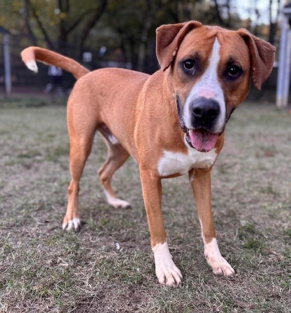 Rusty, a Adoptable Labrador Retriever in Little Rock, AR image 3/6