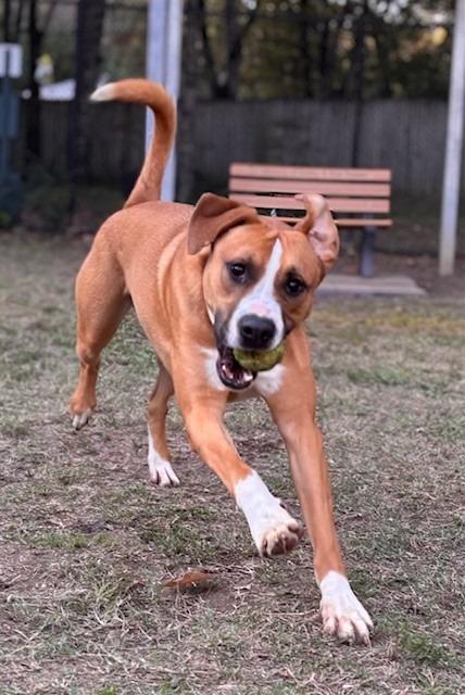 Rusty, a Adoptable Labrador Retriever in Little Rock, AR image 4/6