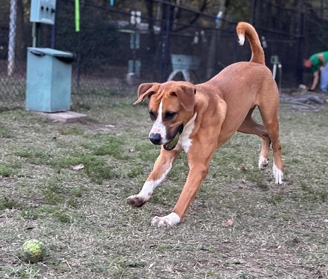 Rusty, a Adoptable Labrador Retriever in Little Rock, AR image 6/6