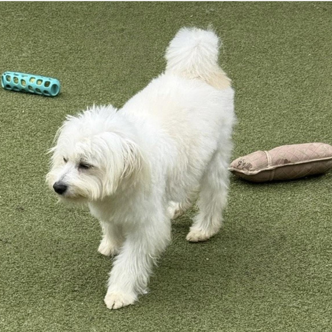Enlarge HOMER, an adopted mixed breed in wytheville, VA image 2/6