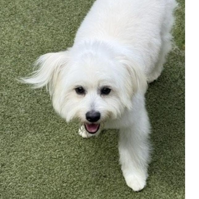 Enlarge HOMER, an adopted mixed breed in wytheville, VA image 4/6