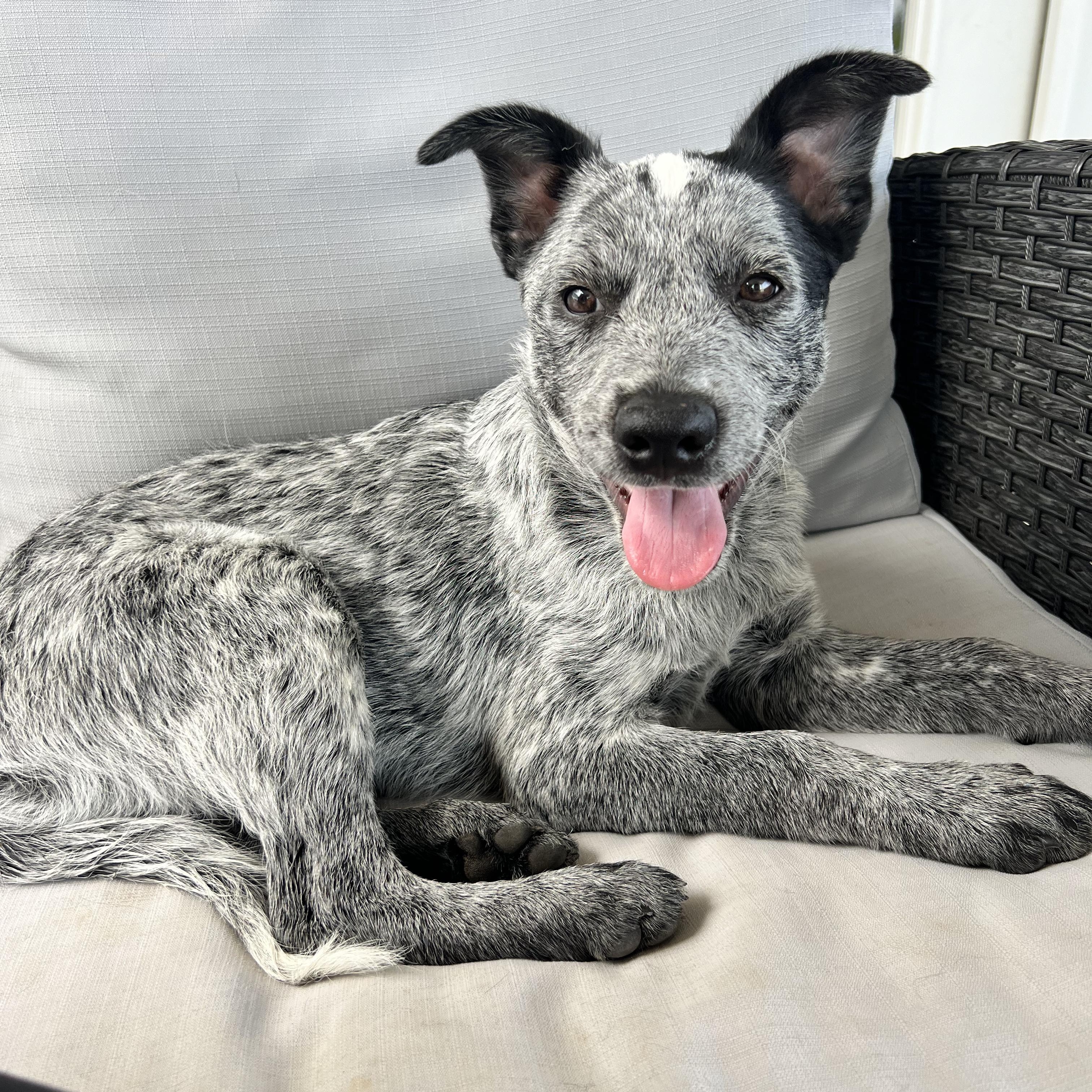 Enlarge Arlo, a Adopted mixed breed in Hixson, TN image 1/4