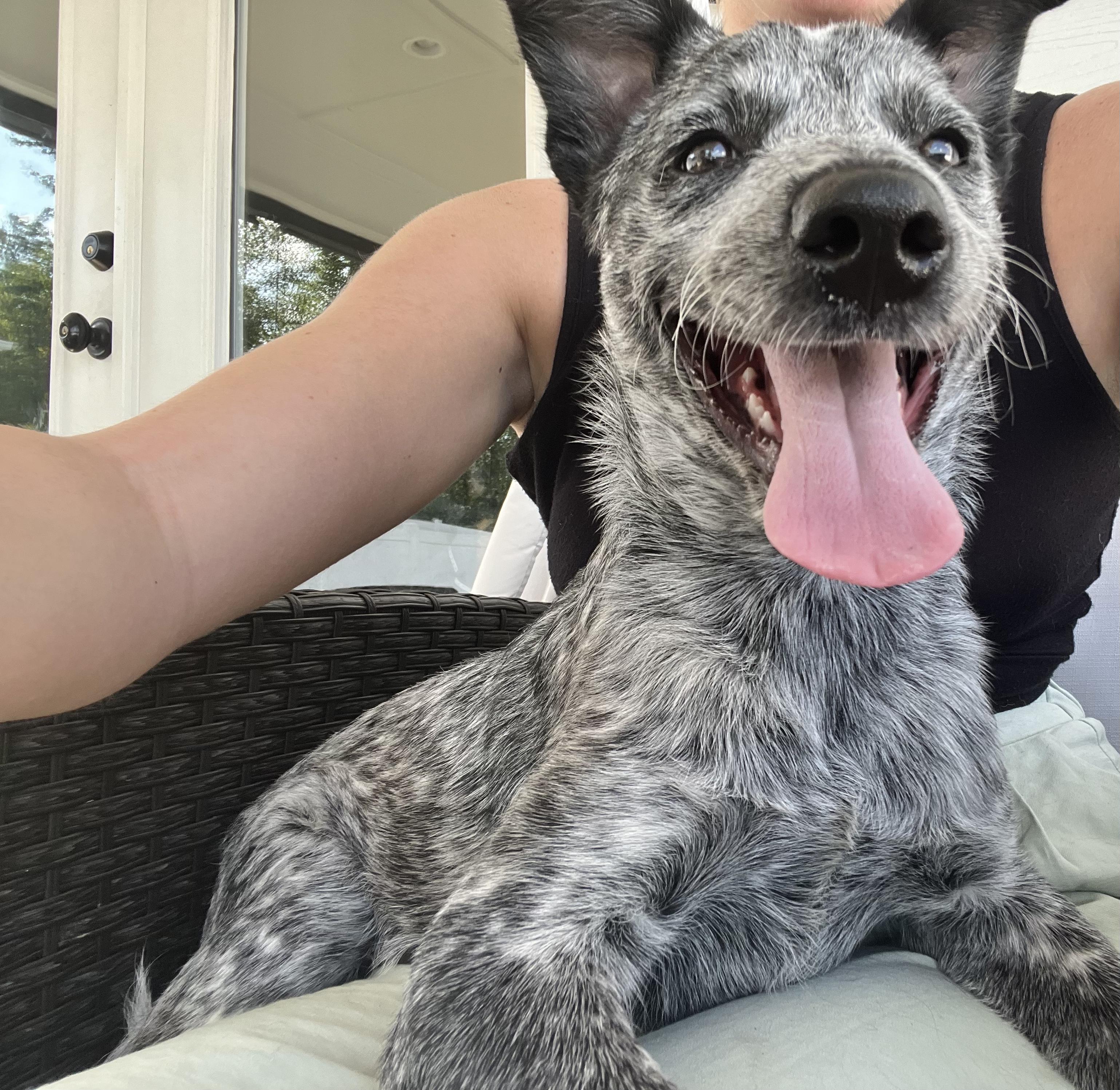 Enlarge Arlo, a Adopted mixed breed in Hixson, TN image 2/4