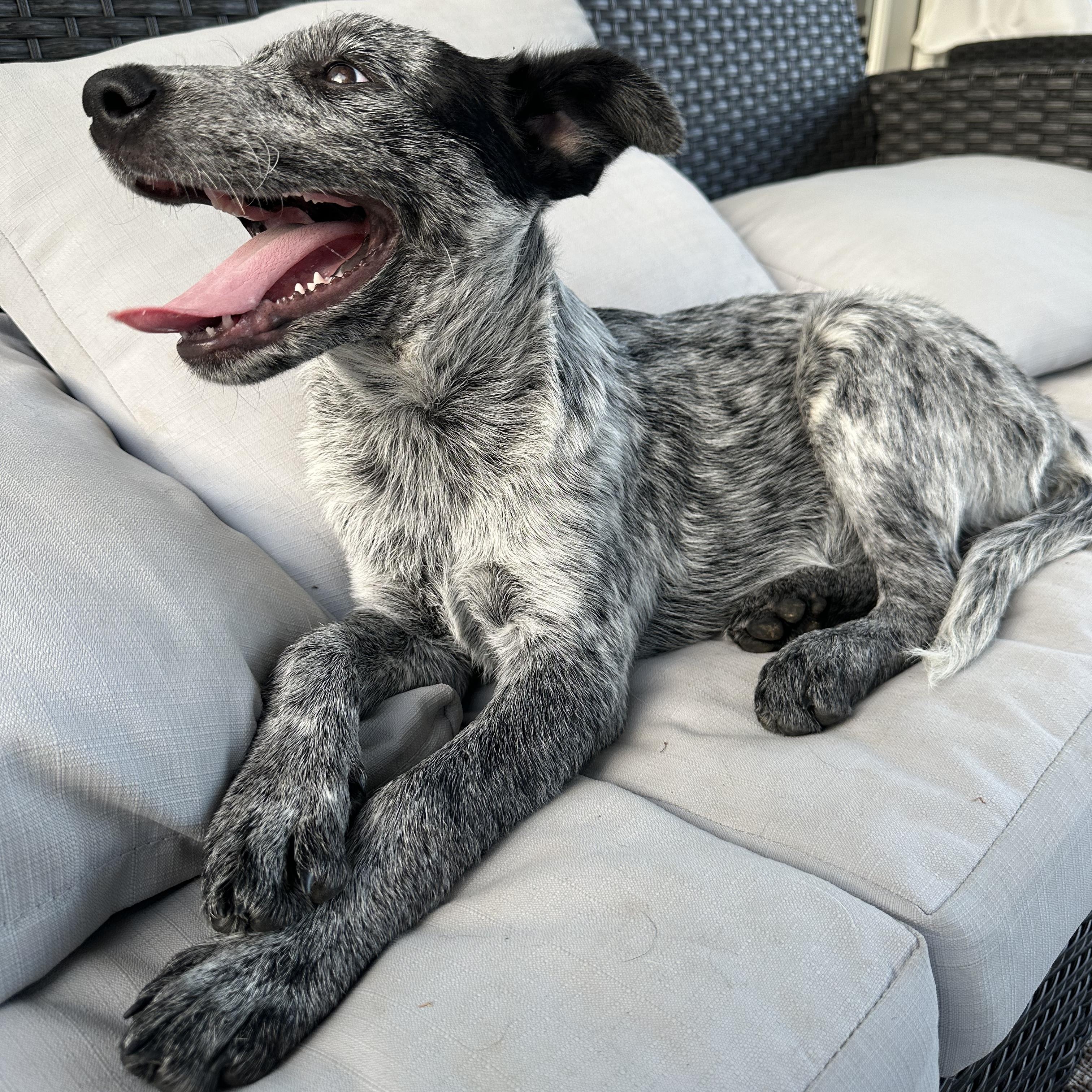 Enlarge Arlo, a Adopted mixed breed in Hixson, TN image 3/4