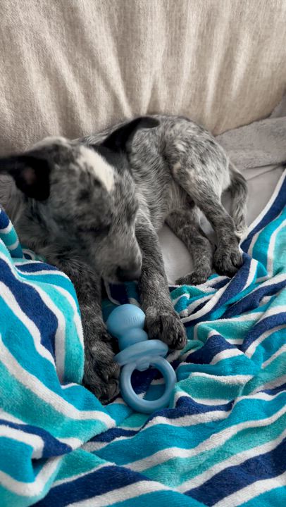 Enlarge Arlo, a Adopted mixed breed in Hixson, TN video 4/4