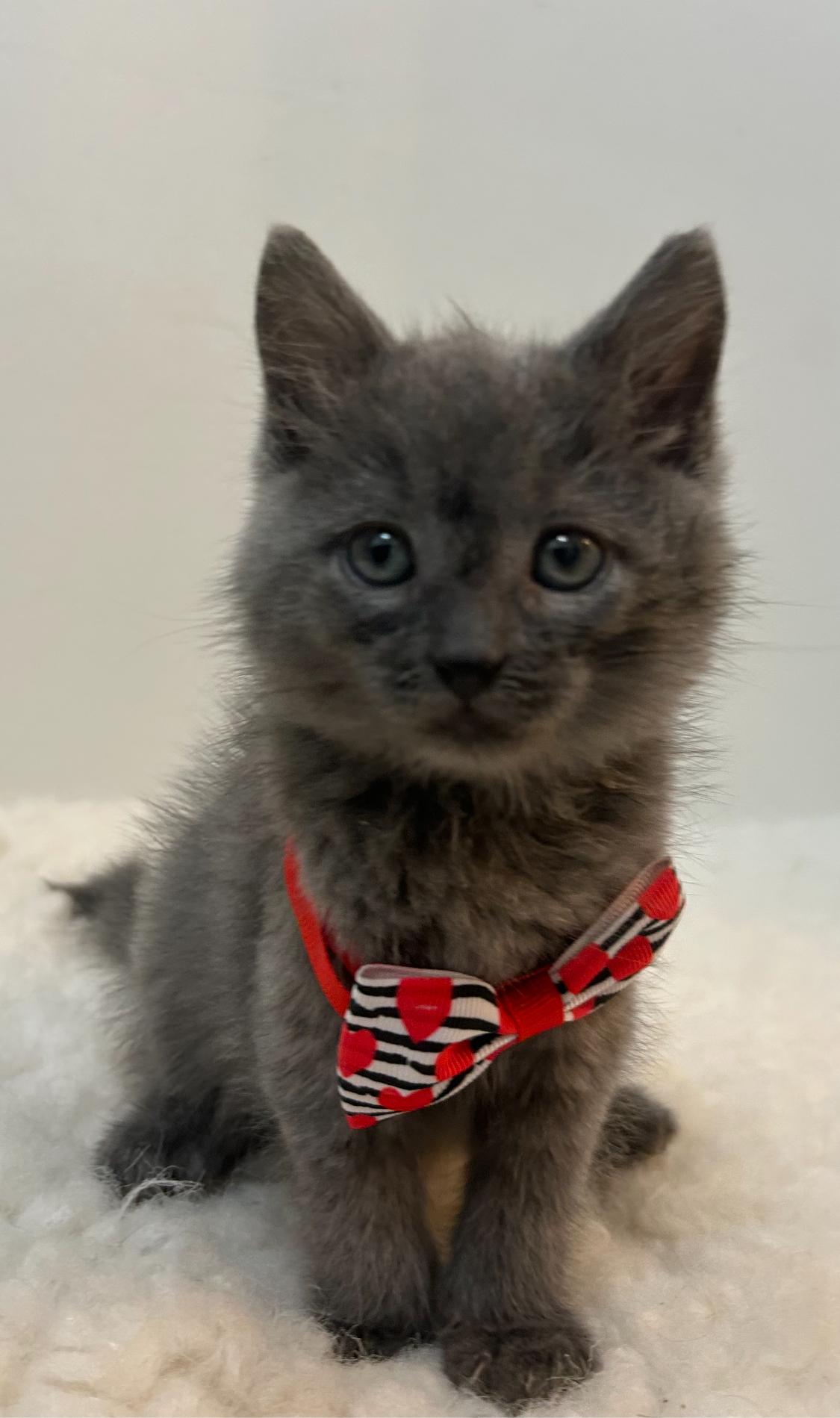 Storm , ADOPTABLE, Kitten Male Domestic Short Hair.