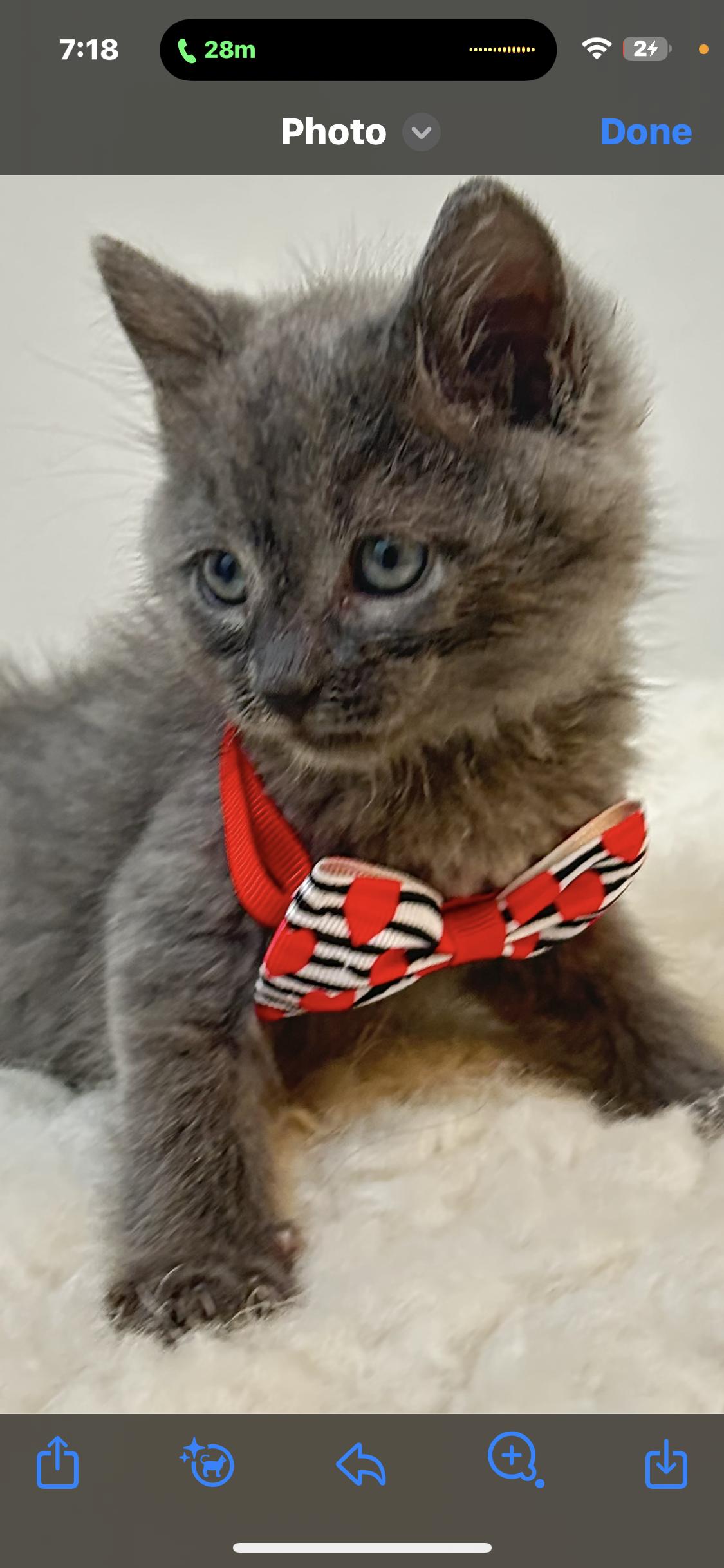 Enlarge Storm , a ADOPTABLE Domestic Short Hair in Wrightstown, NJ image 2/5