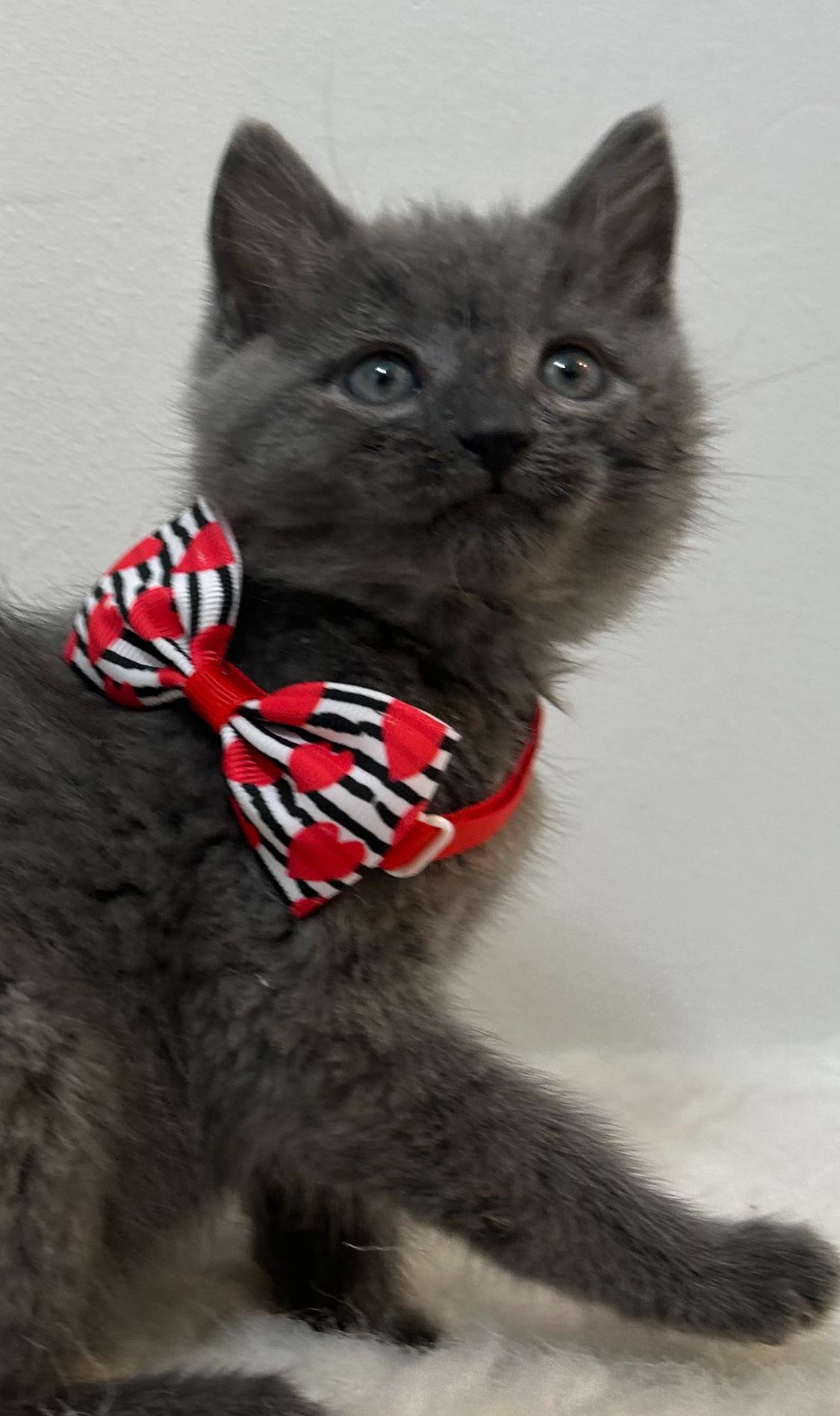 Enlarge Storm , a ADOPTABLE Domestic Short Hair in Wrightstown, NJ image 5/5