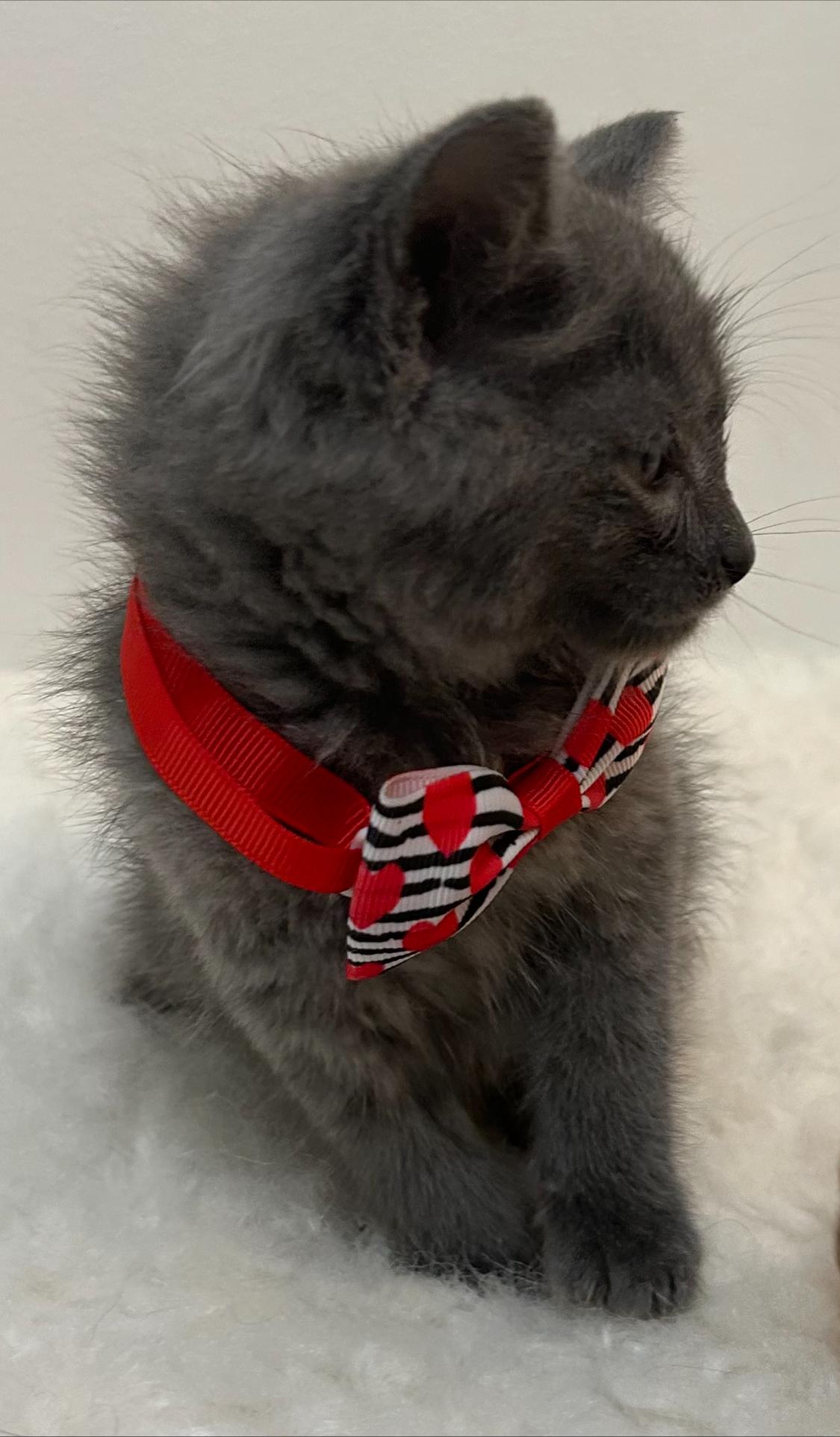 Enlarge Storm , a ADOPTABLE Domestic Short Hair in Wrightstown, NJ image 4/5