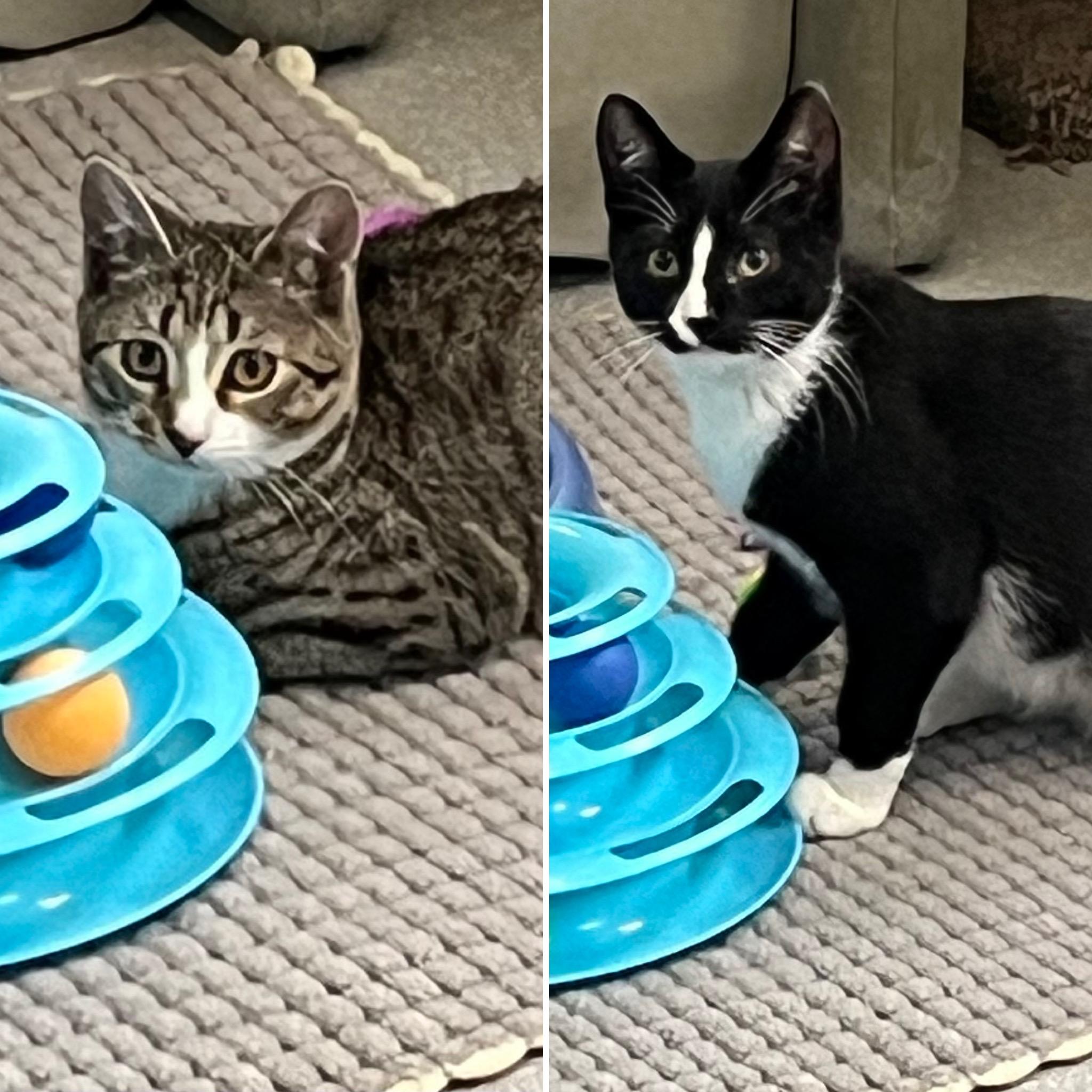 Mercedes & Martin, ADOPTABLE, Kitten Male Domestic Short Hair & Tuxedo.