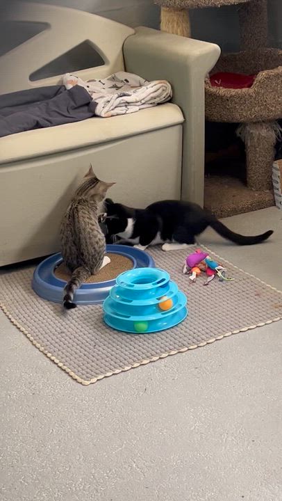 Enlarge Mercedes & Martin, a ADOPTABLE mixed breed in Mendham, NJ video 5/6