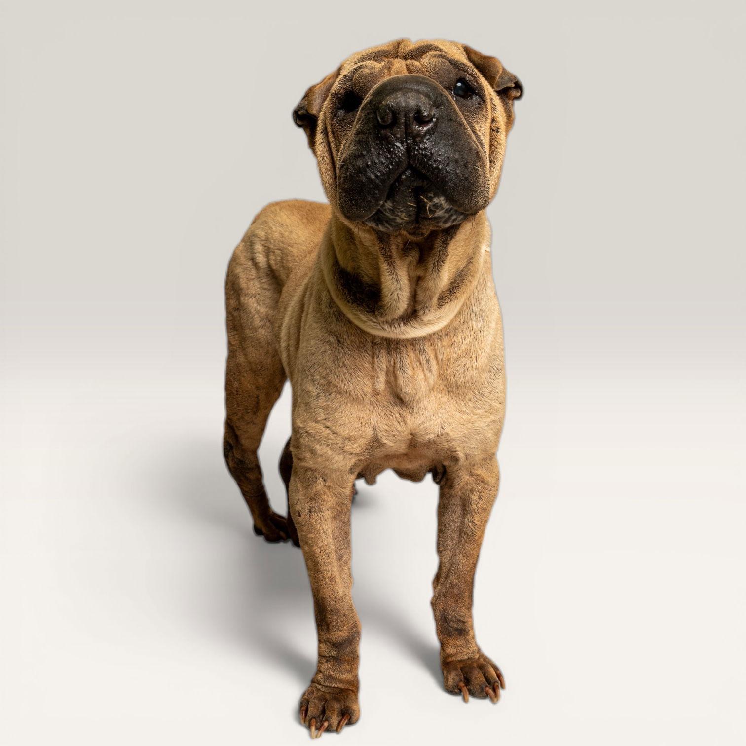 Fisher, Adoptable, Senior Male Shar-Pei.