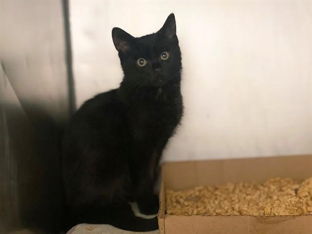 Enlarge KIRBY MITCHEL, a Adoptable Domestic Short Hair in Fort Wayne, IN image 1/1