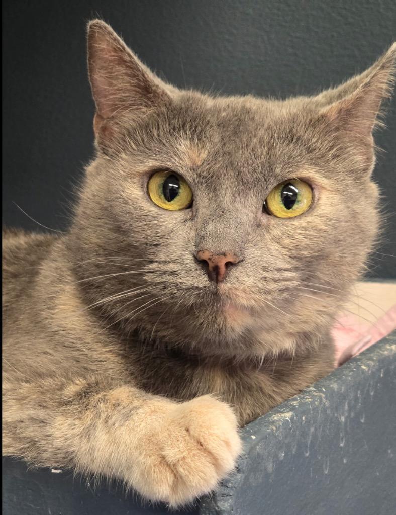 MADDOX, Adoptable, Adult Female Domestic Short Hair.