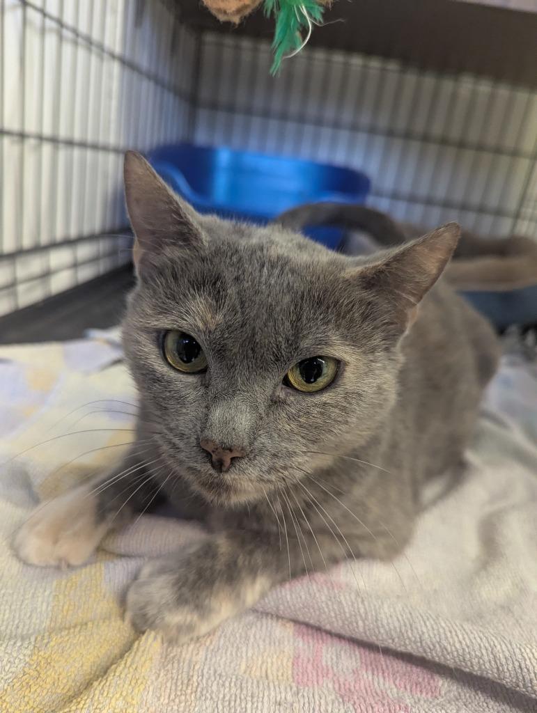 Enlarge MADDOX, a Adoptable mixed breed in Muskegon, MI image 2/5