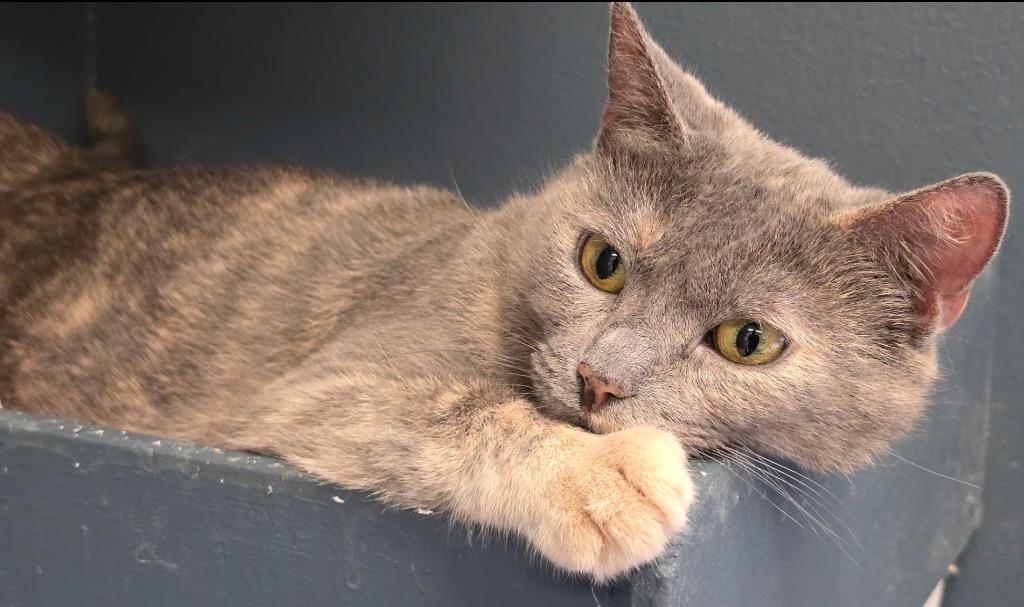 MADDOX, Adoptable, Adult Female Domestic Short Hair.