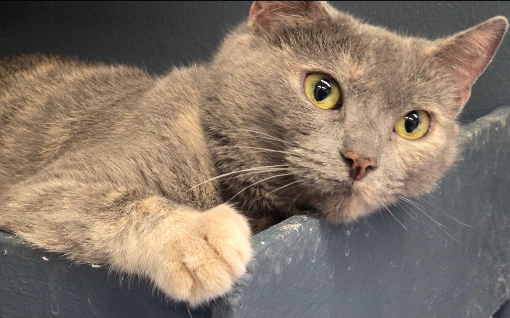 Enlarge MADDOX, a Adoptable mixed breed in Muskegon, MI image 2/5