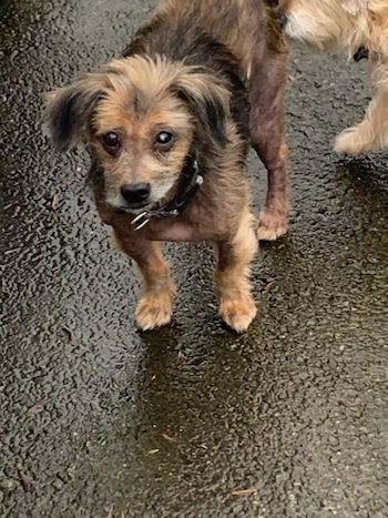 JAXSON, Adopted, Adult Male Silky Terrier & Miniature Dachshund.