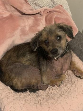 Enlarge JAXSON, a Adopted mixed breed in rochester, WA image 3/3