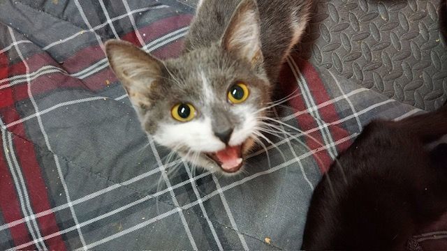 Ivy aka Yolanda, Adoptable, Adult Female Domestic Short Hair.