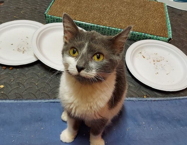 Enlarge Ivy aka Yolanda, a Adoptable Domestic Short Hair in Louisville, KY image 2/2