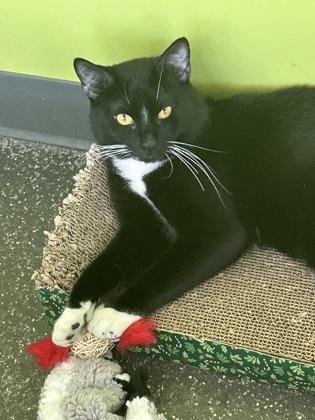Reggie, Adoptable, Adult Male Domestic Short Hair & Domestic Short Hair.