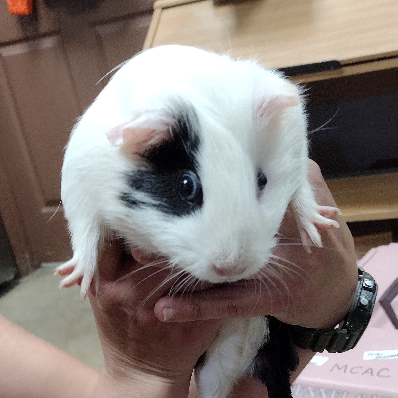 Cookie