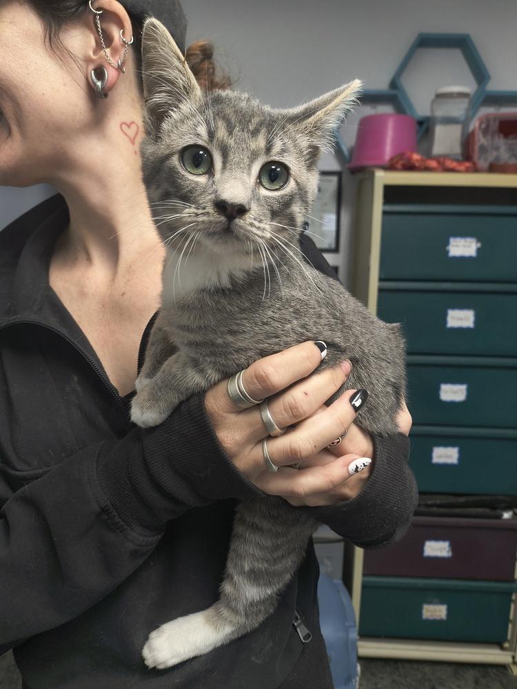 Enlarge Clove, a Adoptable mixed breed in Moses Lake, WA image 1/1