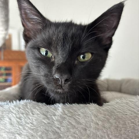 Enlarge Cole, a Adoptable Domestic Short Hair in Stockton, CA image 2/6