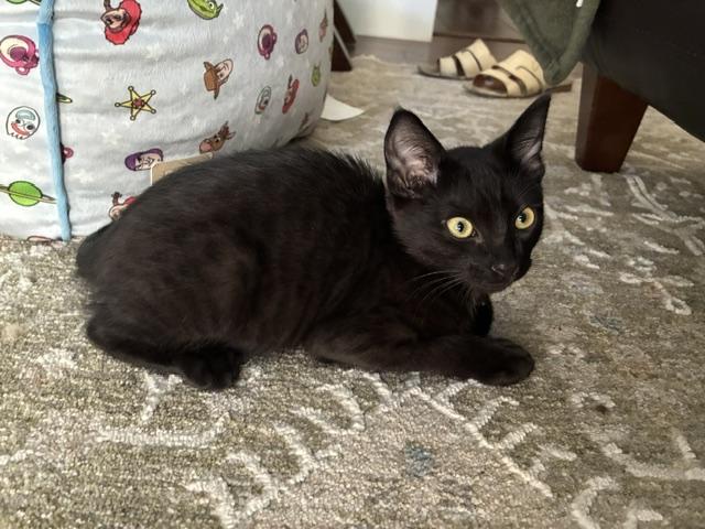 Enlarge Cole, a Adoptable Domestic Short Hair in Stockton, CA image 5/6