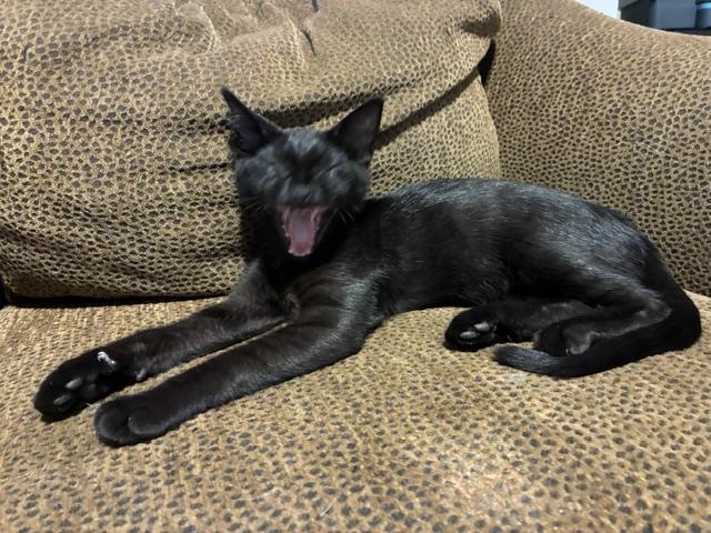 Enlarge Cole, a Adoptable Domestic Short Hair in Stockton, CA image 4/6