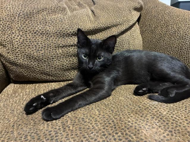 Enlarge Cole, a Adoptable Domestic Short Hair in Stockton, CA image 3/6