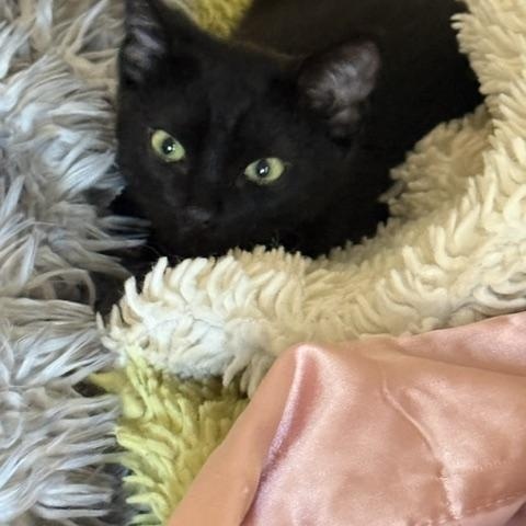 Enlarge Cole, a Adoptable Domestic Short Hair in Stockton, CA image 1/6