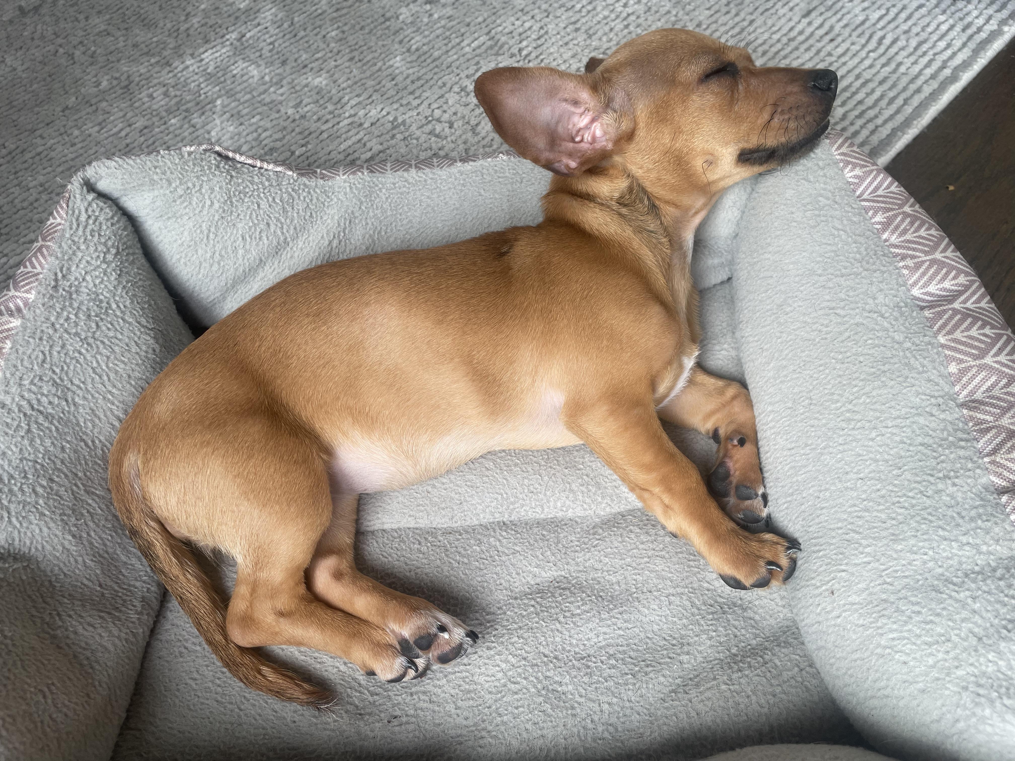 Flauta, adopted, Puppy Female Chiweenie.