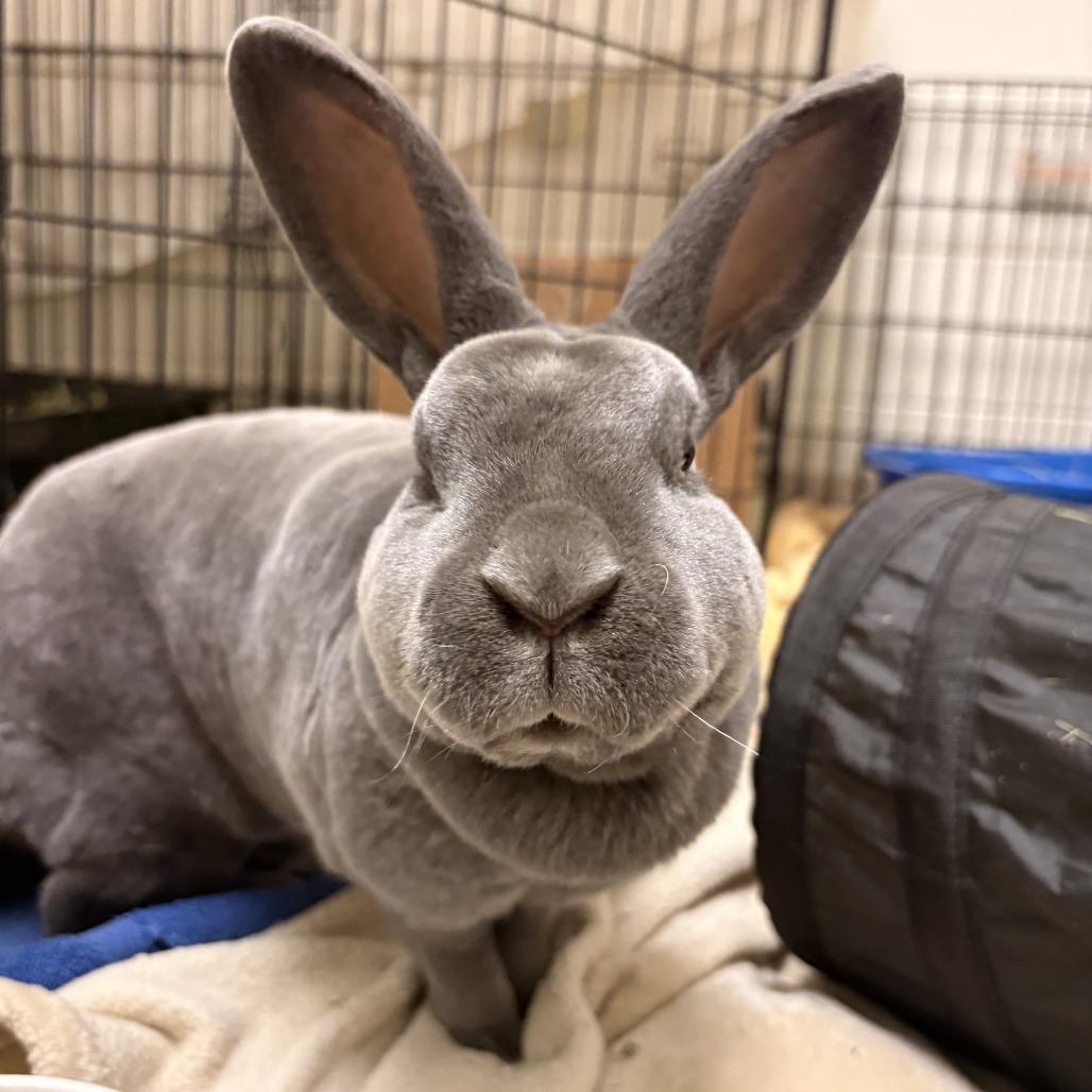 Marilyn Bunroe, Adoptable, Adult Female Rex.