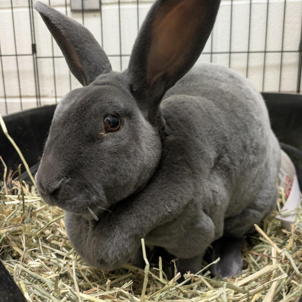 Enlarge Marilyn Bunroe, a Adoptable Rex in South Burlington, VT image 2/6
