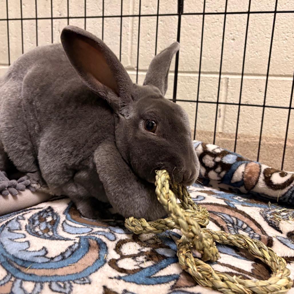 Enlarge Marilyn Bunroe, a Adoptable Rex in South Burlington, VT image 1/2