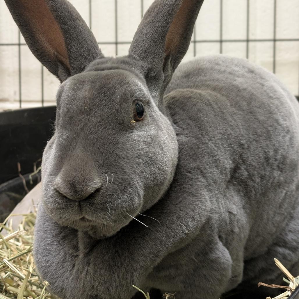 Enlarge Marilyn Bunroe, a Adoptable Rex in South Burlington, VT image 5/6