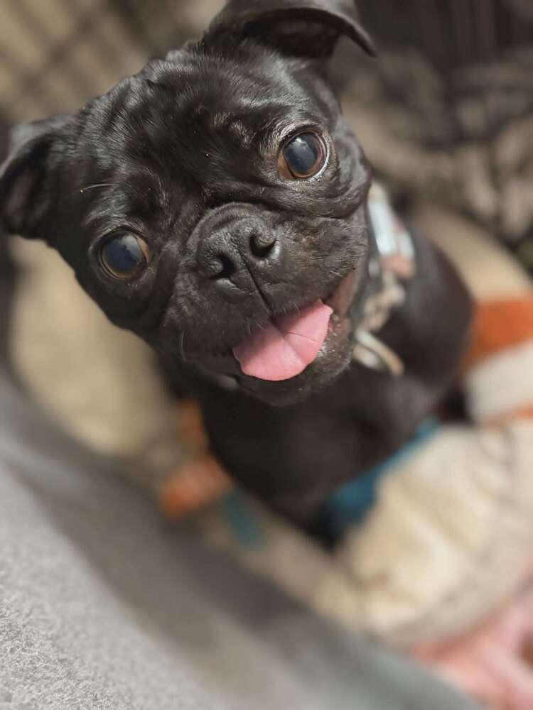 Girly, Adoptable, Adult Female Pug.