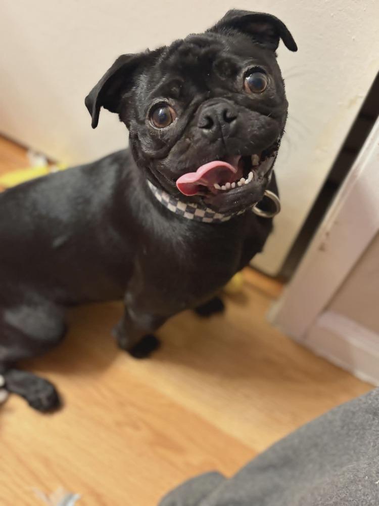 Enlarge Girly, a Adoptable Pug in Santa Rosa, CA image 2/4